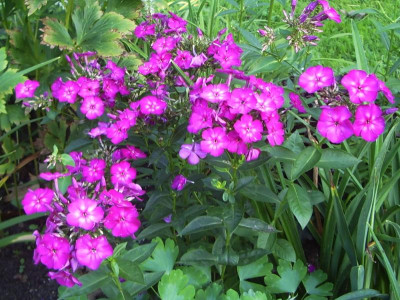 Phlox Flame Velvet.jpg