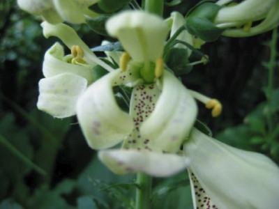 Digitalis_Bluete.jpg