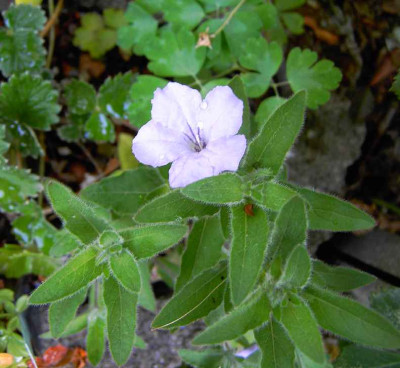 20.7.06._Ruellia_humilis_001.JPG
