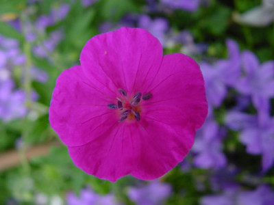 geranium_sanguineum_oder_wa.jpg