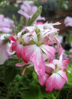IMG_5824 peppermint.jpg