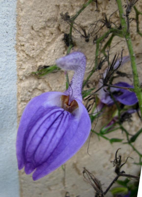 IMG_5849 Brillantaisia Einzelblüte 2015.jpg