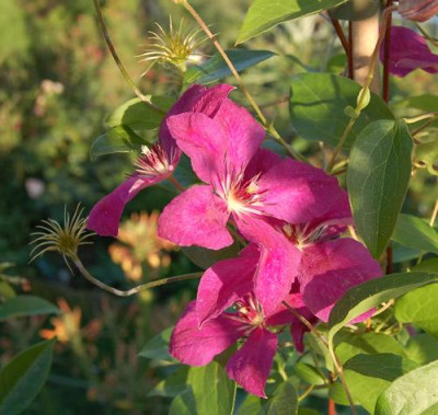 Ital._Waldrebe_Kommerei_0017_86.jpg