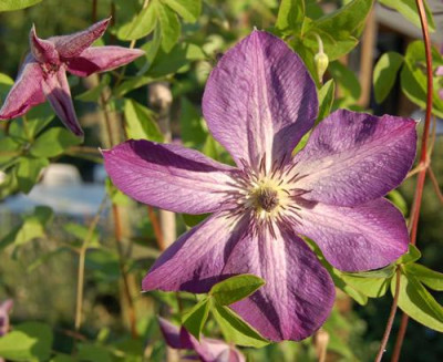 Ital._Waldrebe_Venosa_Violacea_0016_86.jpg