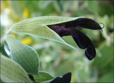 Salvia_discolor..jpg