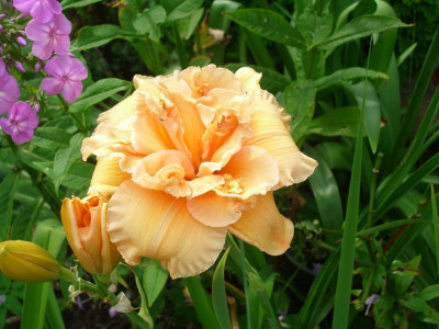 IMGP9585.JPG