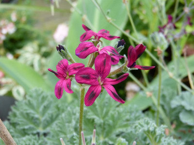 2015-08-17 Pelargonium schottii.jpg