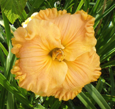 Bonnie Holley 2012.jpg