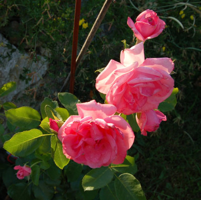 Lawinia_S1_0031_85.jpg