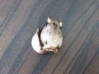 2015-08-07 Galanthus 'Diggory'.jpg