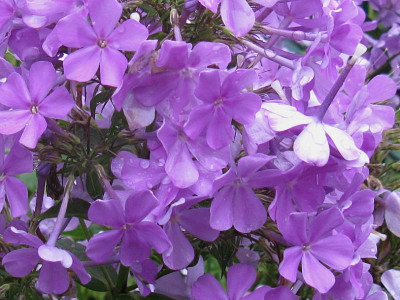 Lucs Lilac Detail.jpg