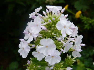 2015-08-17 Phlox 'Gregors Pride'.jpg