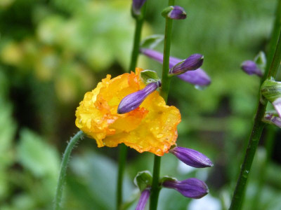 2015-08-17 Gartenimpressionen 1.jpg