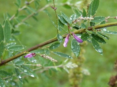 2015-08-17 Lespedeza thunbergii.jpg