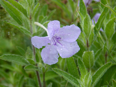 2015-08-17 Ruellia humilis.jpg
