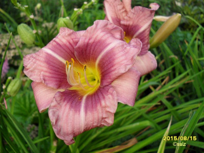 Susi flieder 15.jpg