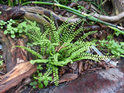 2015-08-17 Farn Asplenium trichomanes.jpg