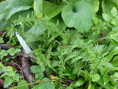 2015-08-17 Farn Athyrium filix-femina 'Frizelliae'.jpg