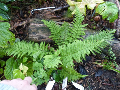2015-08-17 Farn Athyrium filix-femina 'Rotstiel'.jpg