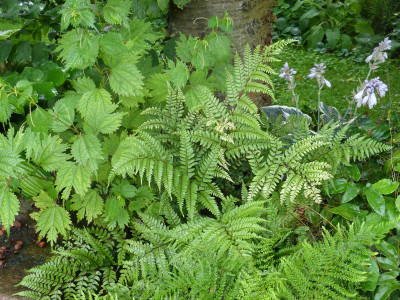 2015-08-17 Farn Athyrium otophorum var.okanum.jpg