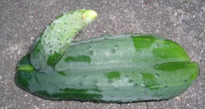 07_20____gurke_v._lini.jpg