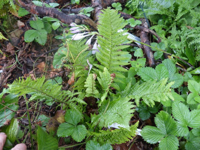 2015-08-17 Farn Dryopteris affinis 'Crispa'.jpg