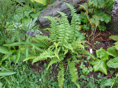 2015-08-17 Farn Dryopteris affinis 'Pinderi'.jpg
