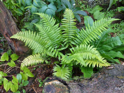 2015-08-17 Farn Dryopteris atrata.jpg