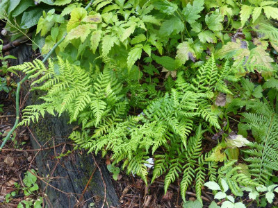 2015-08-17 Farn Dryopteris dilatata.jpg