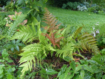 2015-08-17 Farn Dryopteris erythrosora var. prolifica.jpg