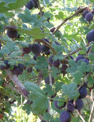Schwarze_Honigbeere_Ribes_divaricatum_20.7._vor_ernte.jpg