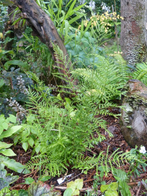 2015-08-17 Farn Dryopteris filix-mas 'Linearis Polydactyla'.jpg