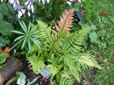 2015-08-17 Farn Dryopteris lepidopoda.jpg