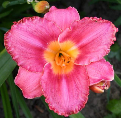 Slg._Himbeertraum001.jpg