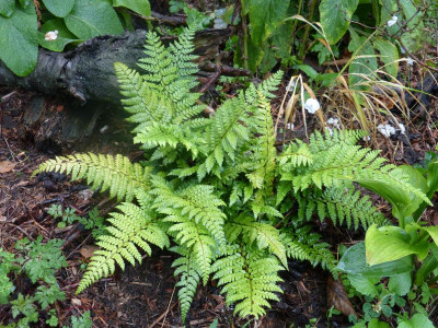 2015-08-17 Farn Polystichum Makinoi.jpg