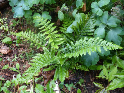 2015-08-17 Farn Polystichum polyblepharum.jpg