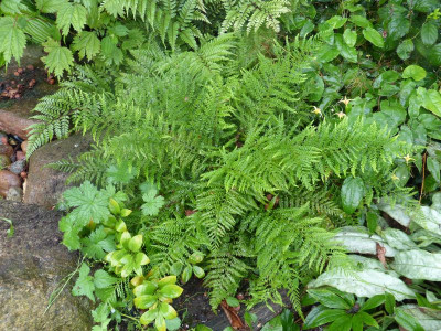 2015-08-17 Farn Polystichum setiferum 'Lineare'.jpg