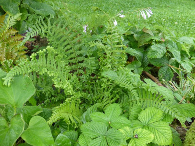 2015-08-17 Farn Dryopteris affinis 'Cristata'.jpg