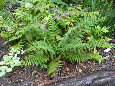 2015-08-17 Farn Athyrium filix-femina.jpg