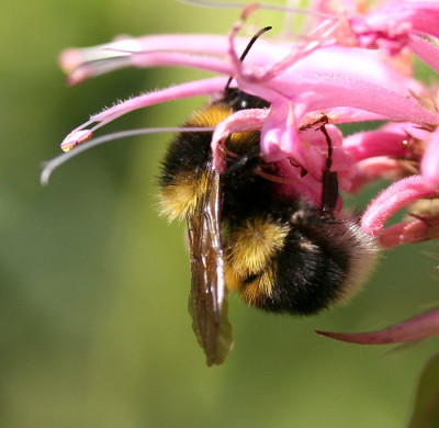 Hummel-klein.jpg
