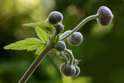 Herbstanemone-knospig.jpg