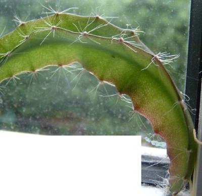 pitahaya_2004.jpg