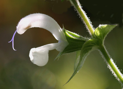 Salvia-sclarena-wei.jpg