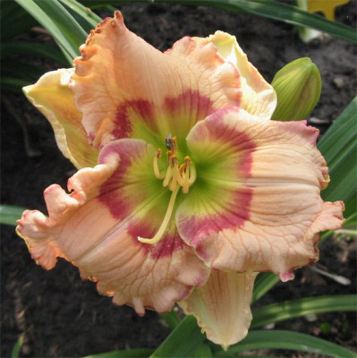 202-0281ab_IMG.jpg