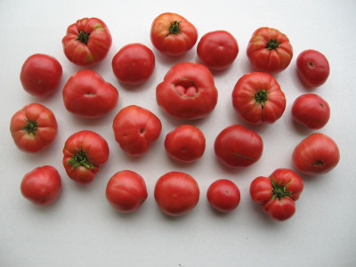 150816_Schlesische Himbeere_Ernte für Ketchup.JPG
