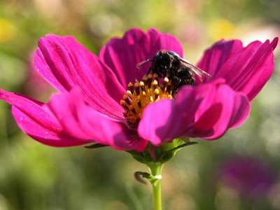 cosmea_besuch3373.jpg