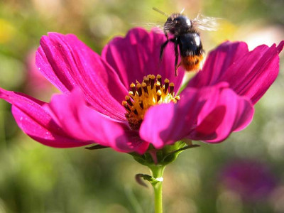 cosmea_besuch_geht3374.jpg