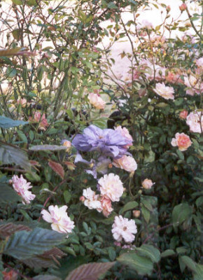 Yvette_Houry_und_Phyllis_Bide_1.jpg
