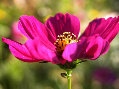 cosmea_allein3375.jpg