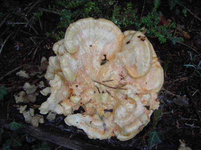 PICT0717.JPG